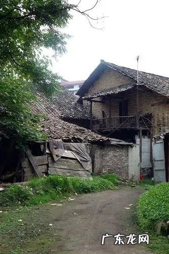 臭椿树有什么用处 臭椿树在风水上的作用