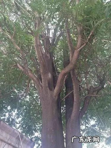 臭椿树有什么用处 臭椿树在风水上的作用