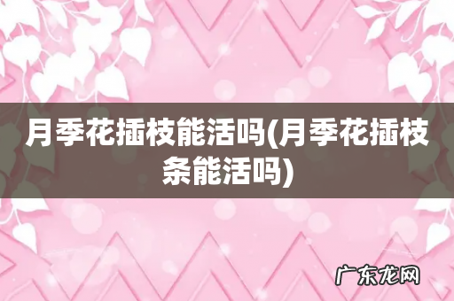 月季花插枝条能活吗 月季花插枝能活吗