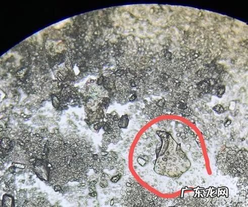 洁牙粉和牙膏一样吗 牙粉与牙膏