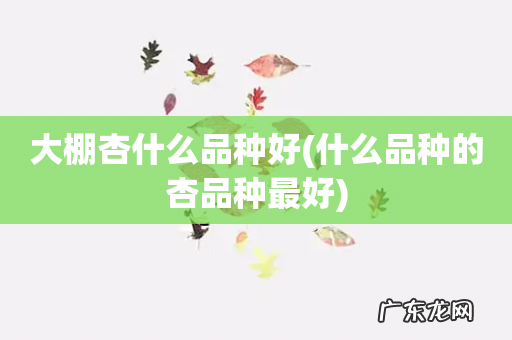 什么品种的杏品种最好 大棚杏什么品种好