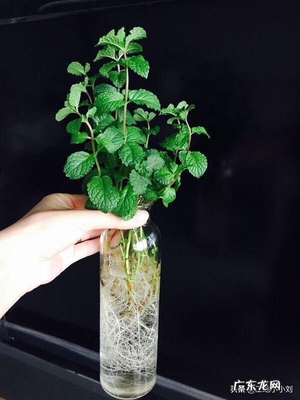 睡莲的风水禁忌 睡莲风水作用