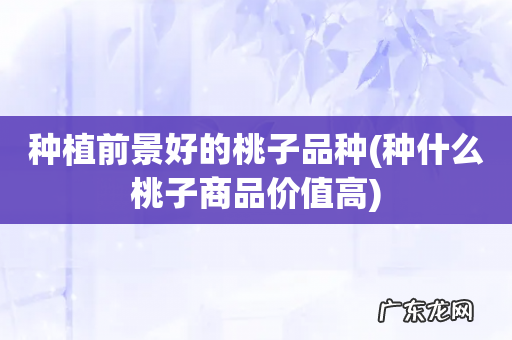 种什么桃子商品价值高 种植前景好的桃子品种