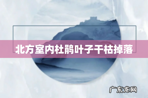 北方室内杜鹃叶子干枯掉落