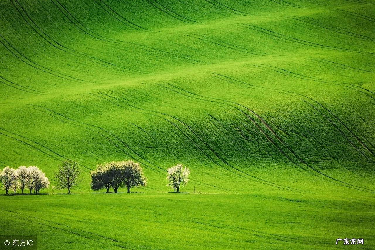 野花社区WWW 桃花阁的含义