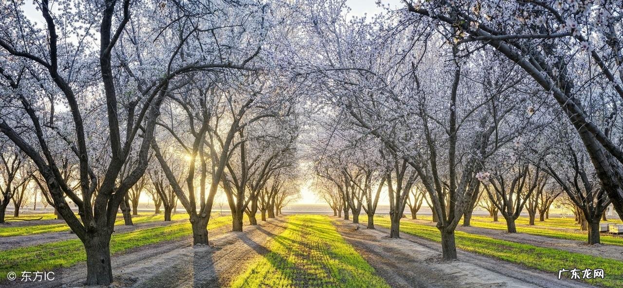 野花社区WWW 桃花阁的含义
