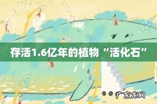 存活1.6亿年的植物“活化石”