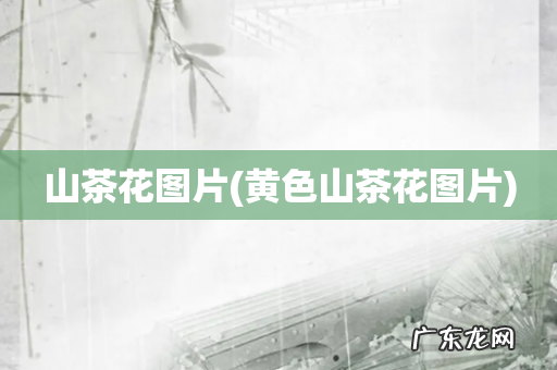 黄色山茶花图片 山茶花图片