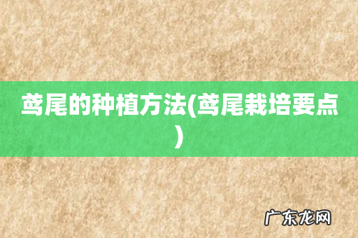 鸢尾栽培要点 鸢尾的种植方法