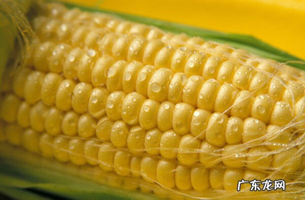一般玉米要煮多久 玉米要煮多久合适