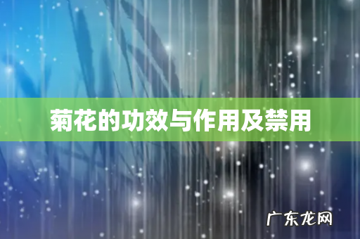 菊花的功效与作用及禁用