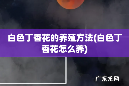 白色丁香花怎么养 白色丁香花的养殖方法