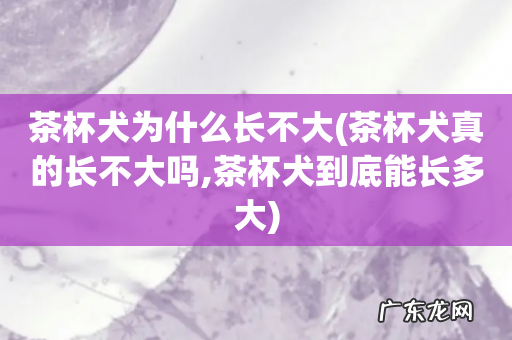 茶杯犬真的长不大吗,茶杯犬到底能长多大 茶杯犬为什么长不大
