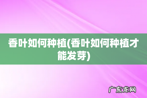 香叶如何种植才能发芽 香叶如何种植