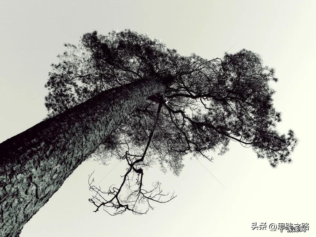 中国人的思维方式和西方人的不同 中国人的思维方式