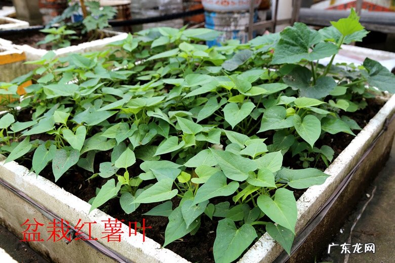 红薯叶的好处 番薯叶图片
