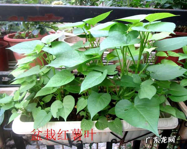 红薯叶的好处 番薯叶图片