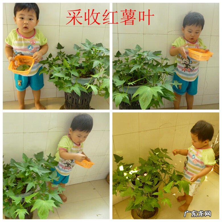 红薯叶的好处 番薯叶图片