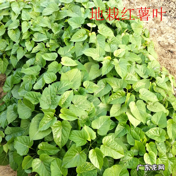 红薯叶的好处 番薯叶图片