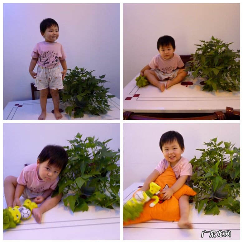 红薯叶的好处 番薯叶图片