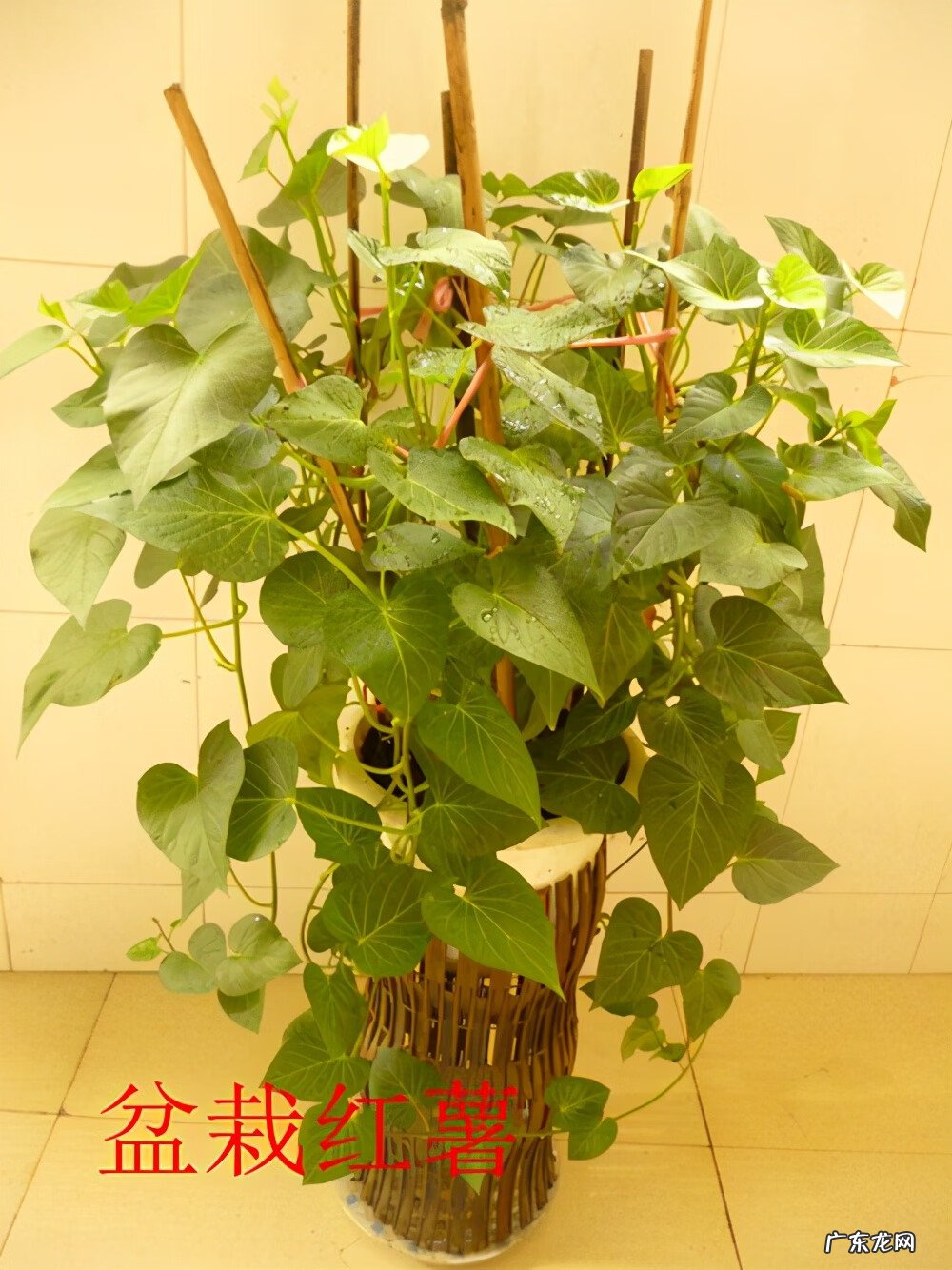 红薯叶的好处 番薯叶图片