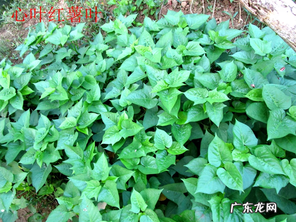 红薯叶的好处 番薯叶图片