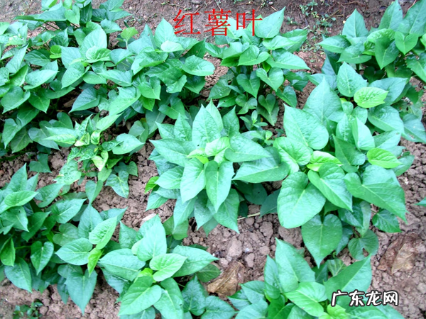 红薯叶的好处 番薯叶图片