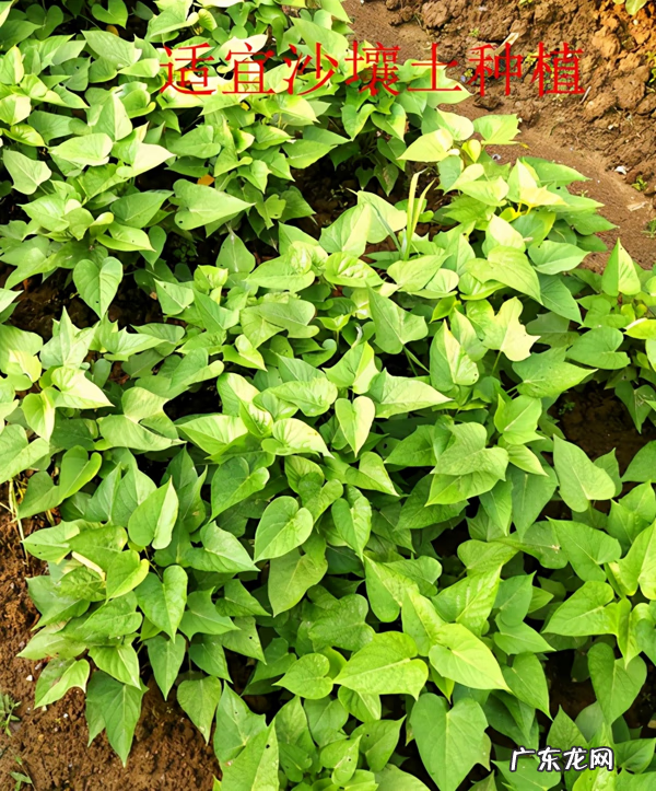 红薯叶的好处 番薯叶图片