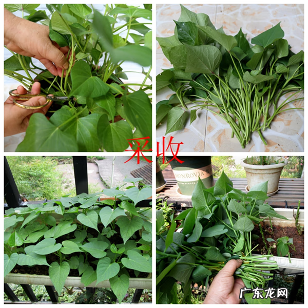 红薯叶的好处 番薯叶图片