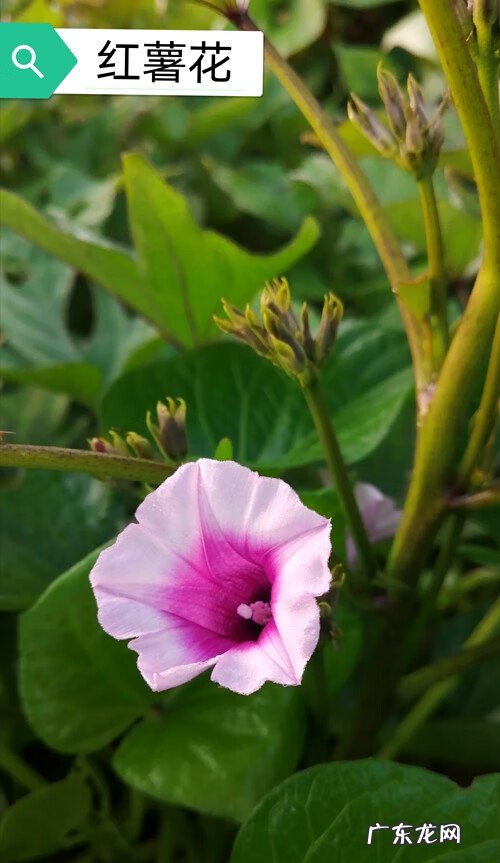 红薯叶的好处 番薯叶图片