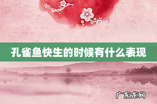 孔雀鱼快生的时候有什么表现