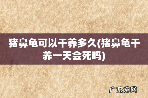 猪鼻龟干养一天会死吗 猪鼻龟可以干养多久