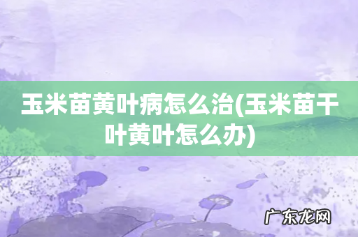 玉米苗干叶黄叶怎么办 玉米苗黄叶病怎么治