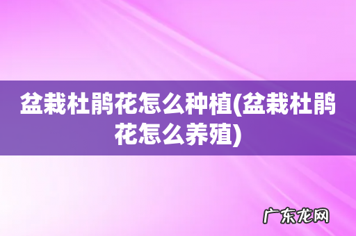 盆栽杜鹃花怎么养殖 盆栽杜鹃花怎么种植