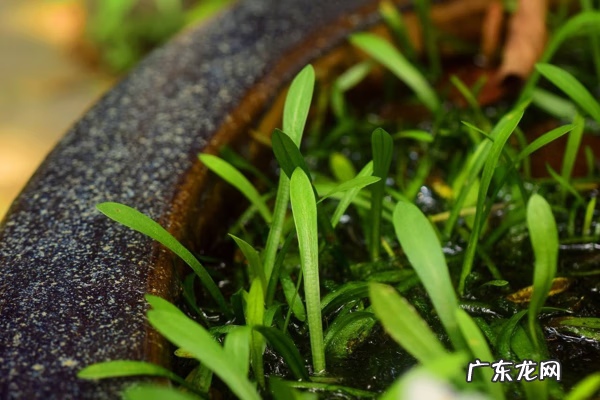 鸭舌头有假的吗 鸭舌头的功效与作用