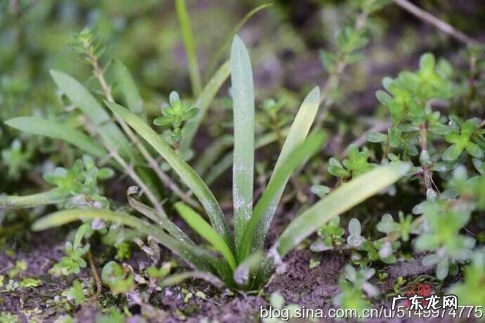 鸭舌头有假的吗 鸭舌头的功效与作用