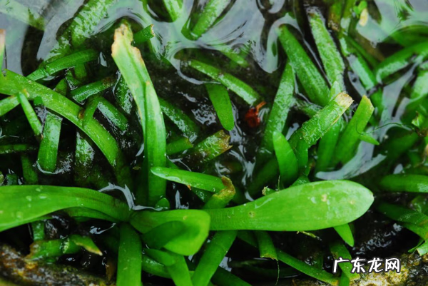 鸭舌头有假的吗 鸭舌头的功效与作用