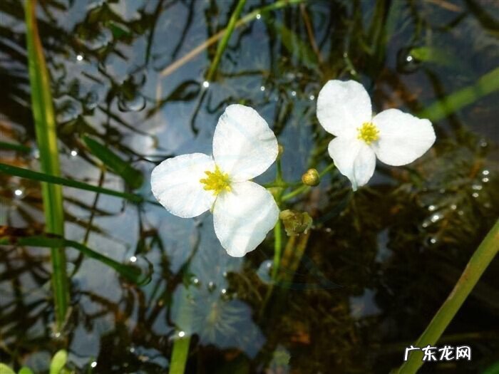 鸭舌头有假的吗 鸭舌头的功效与作用