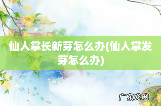 仙人掌发芽怎么办 仙人掌长新芽怎么办