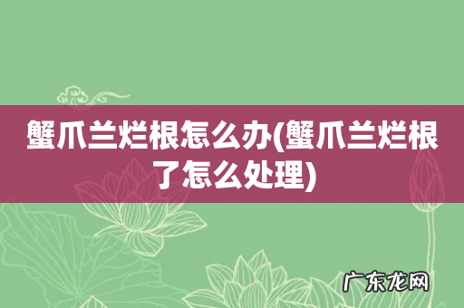 蟹爪兰烂根了怎么处理 蟹爪兰烂根怎么办