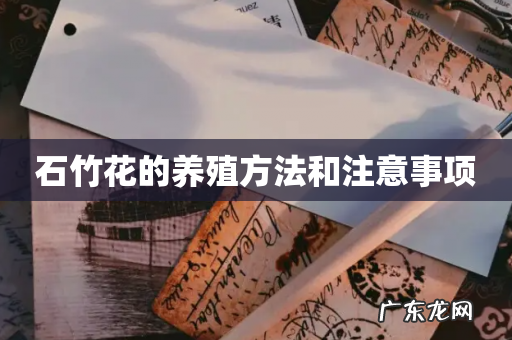 石竹花的养殖方法和注意事项