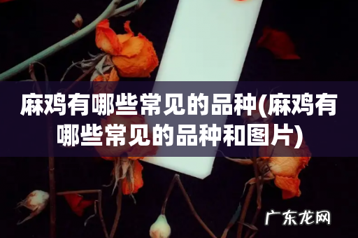 麻鸡有哪些常见的品种和图片 麻鸡有哪些常见的品种