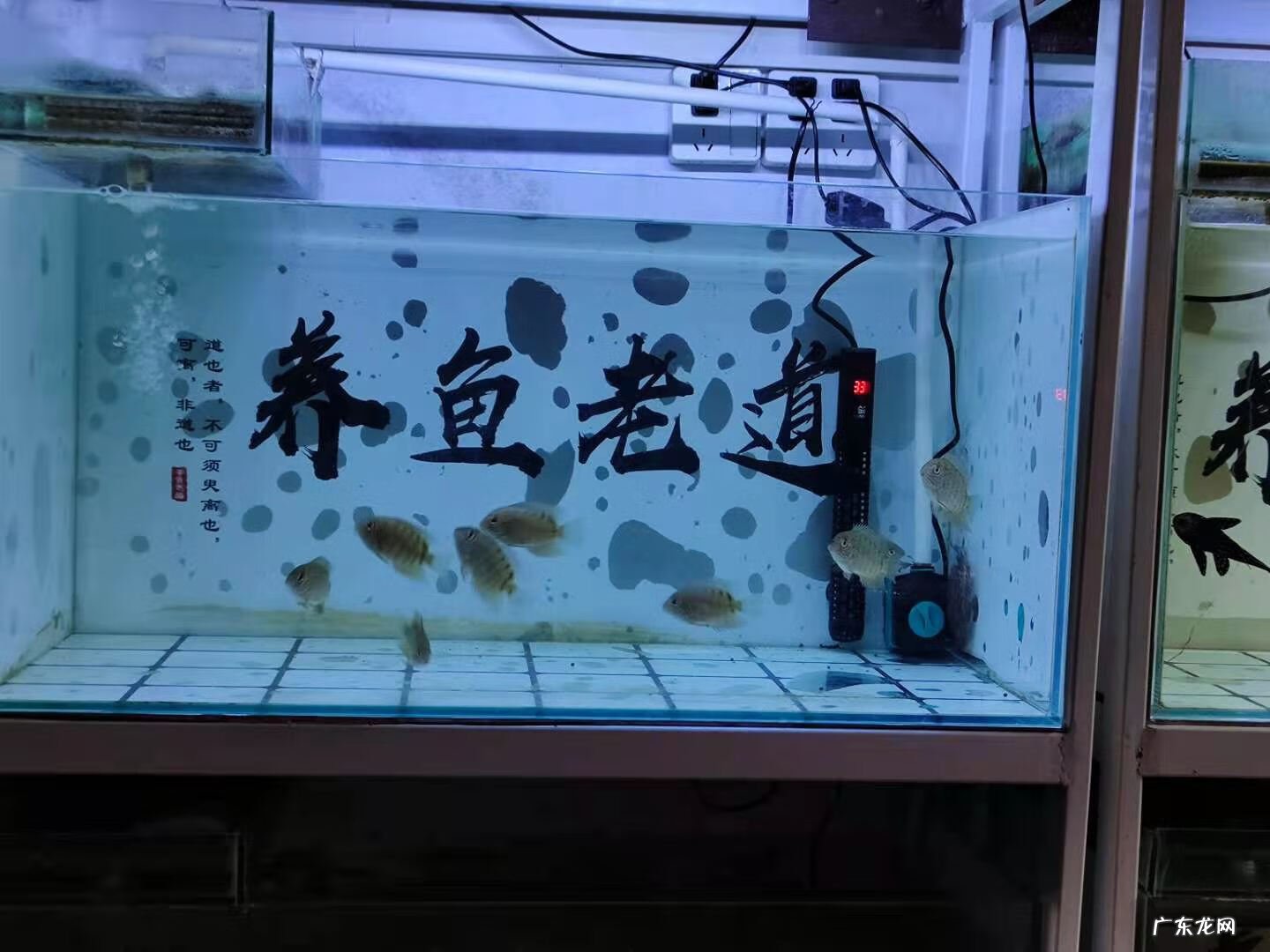 鱼缸漏水影响风水吗