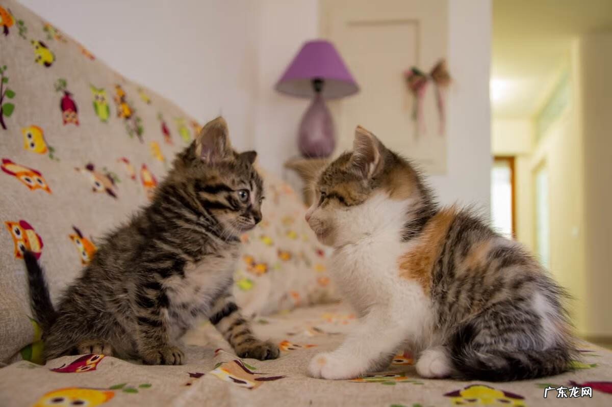 羊猫公和母风水