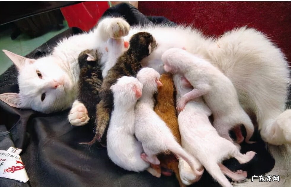 羊猫公和母风水