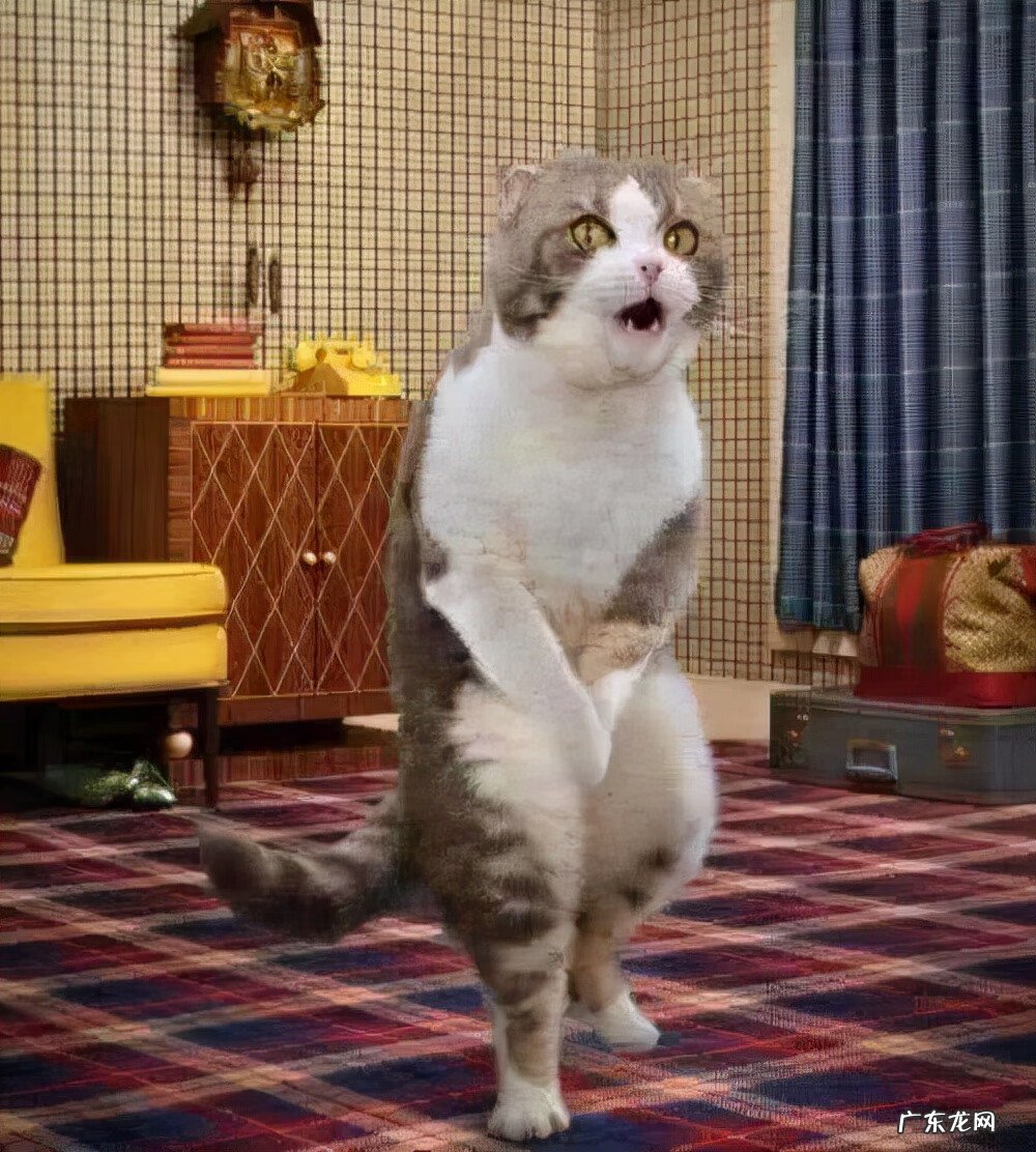 羊猫公和母风水