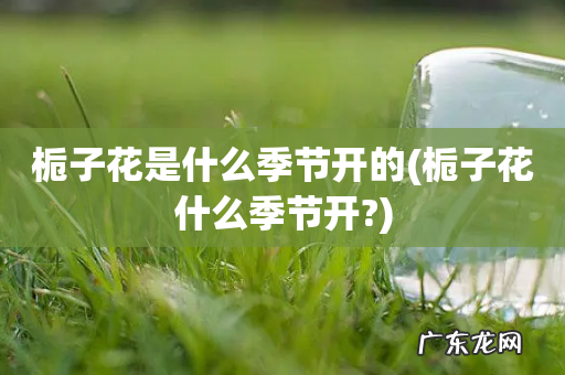 栀子花什么季节开? 栀子花是什么季节开的