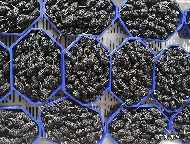 碱性水果大全一览表 碱性水果有哪些?