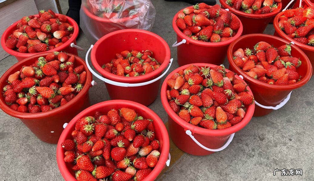 碱性水果大全一览表 碱性水果有哪些?