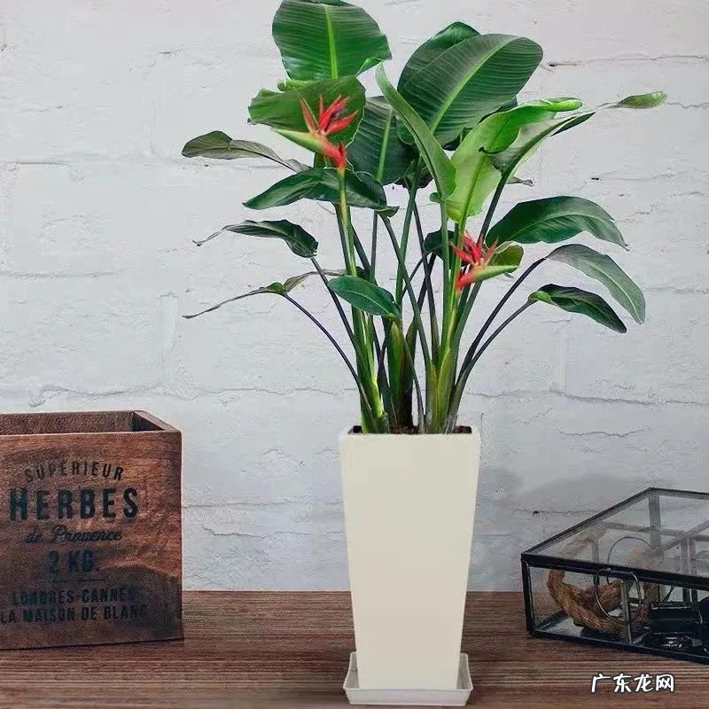 天堂鸟的风水 天堂鸟盆栽风水